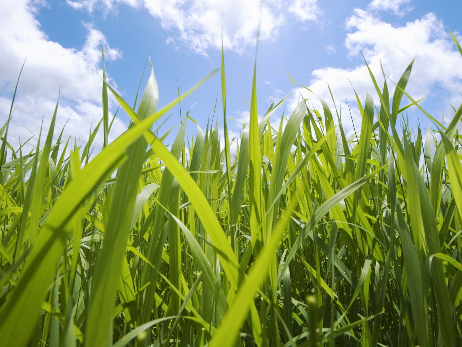 ciel herbe gros plan