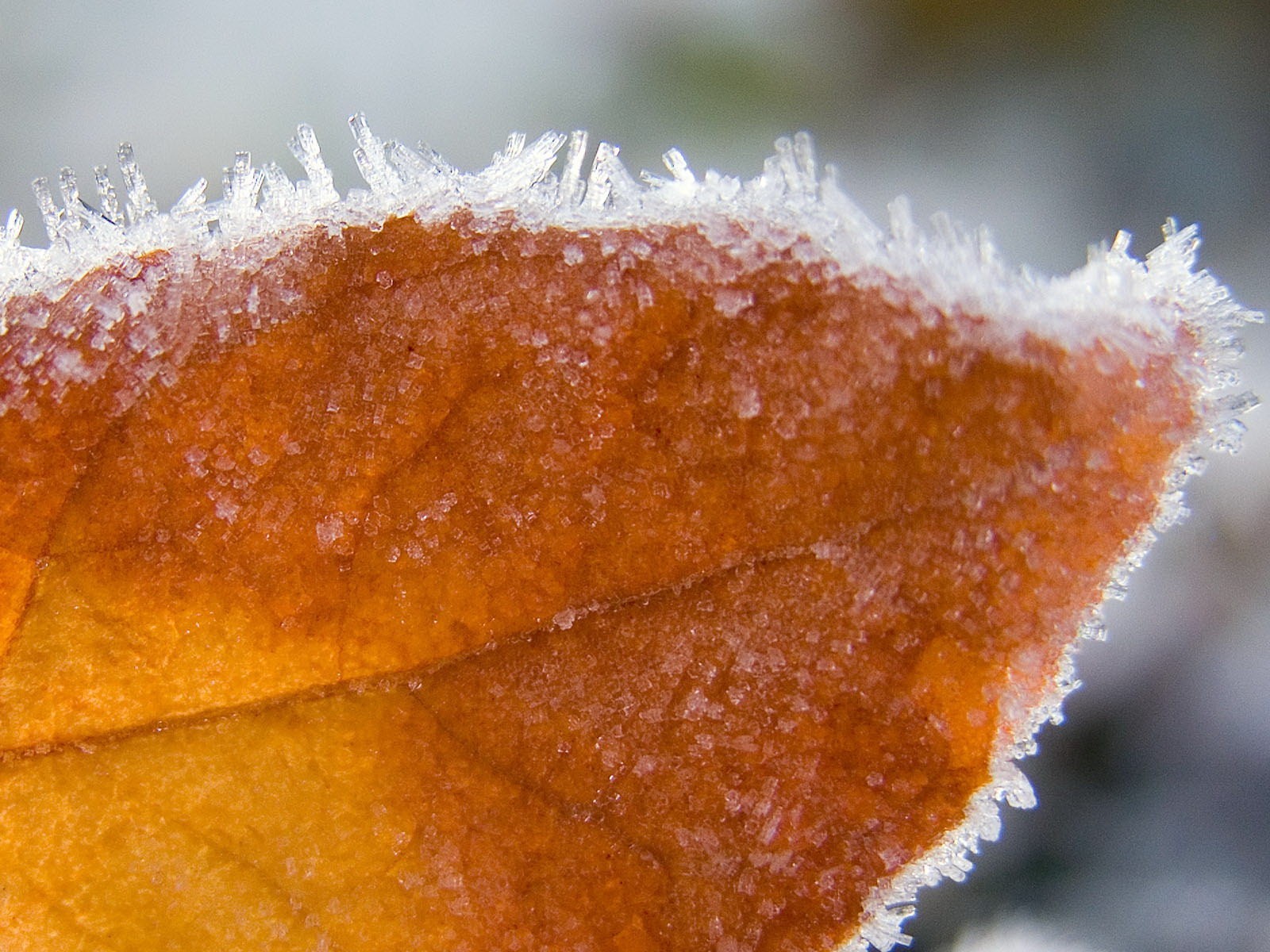 hoja invierno hielo