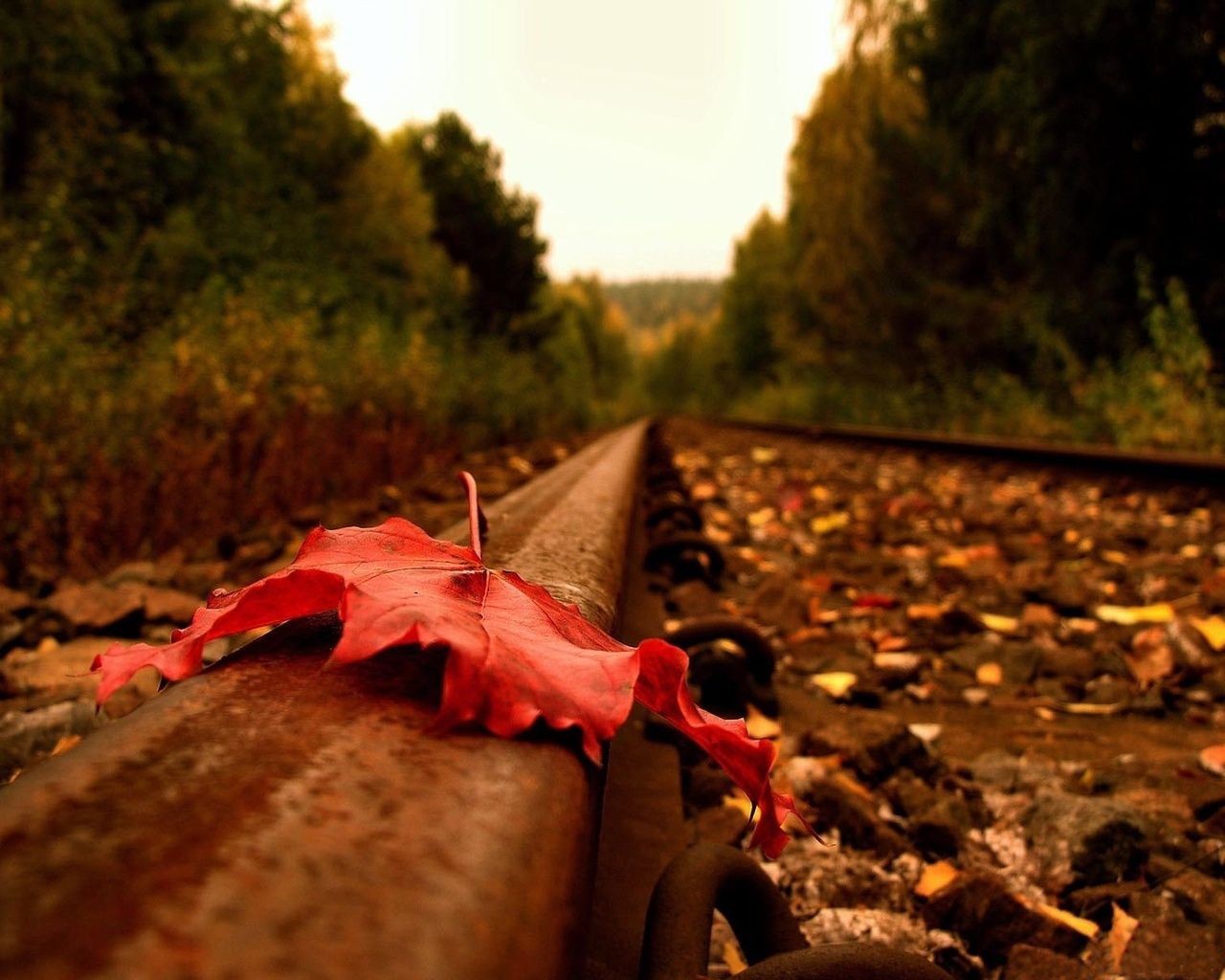 straße schienen blatt herbst