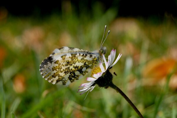 Makroaufnahme der Natur6 Schmetterling auf Gänseblümchen