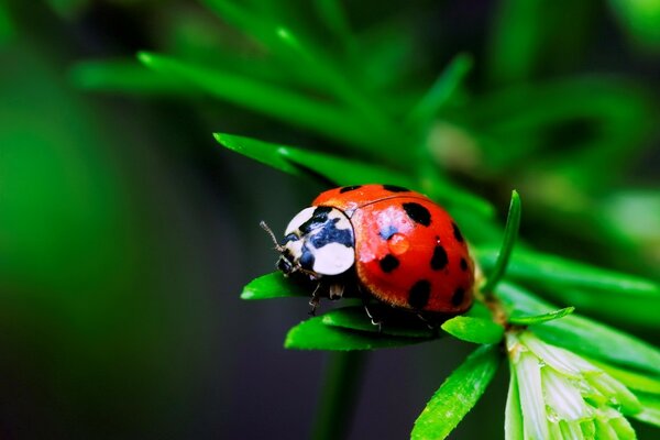 Macro photo: ladybug on a piece of paper