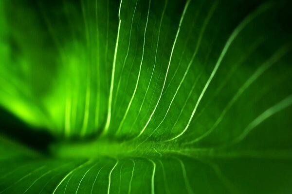 Leaf with veins close-up