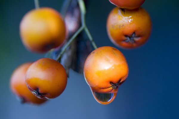 A drop of dew on berries in a macro photo