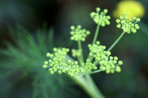 Macro photo of green flowers