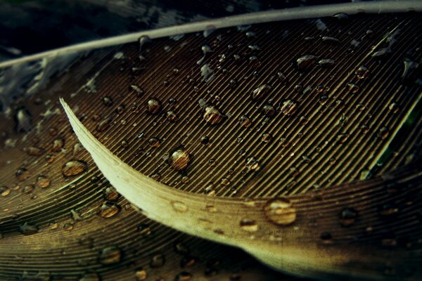 Macro de gouttes sur une feuille jaunie