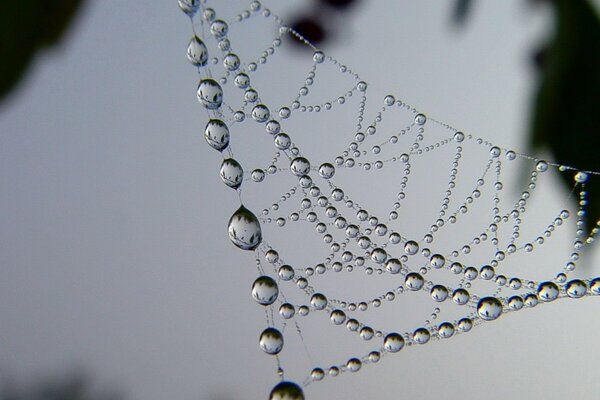 A unique pattern of drops on the web