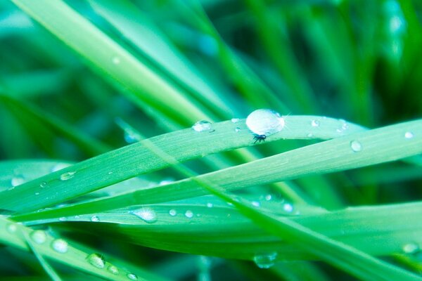 Krople wody na zielonej trawie