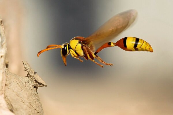 Gros plan de tir de vol d abeille