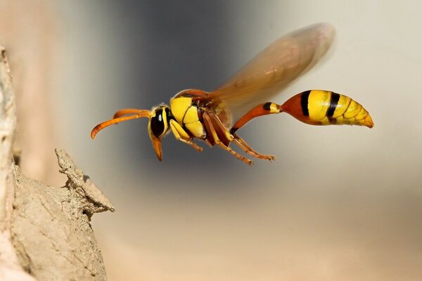 Макро съёмка полета пчелы