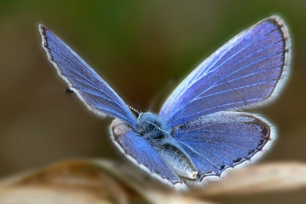 Mise au point d un papillon bleu sur une feuille