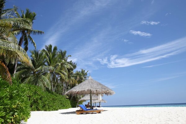 Plage avec palmiers et ciel bleu