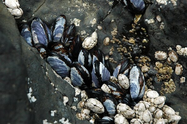 Photographie macro de mollusques bleus et blancs