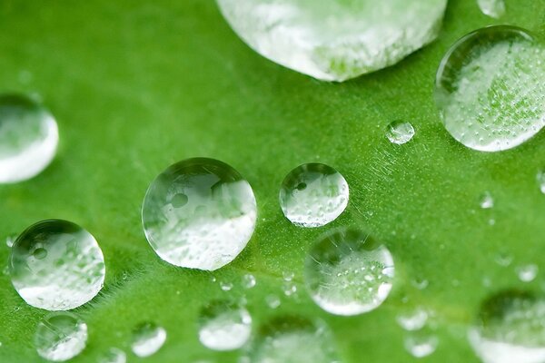 Enlarged image of drops on a sheet