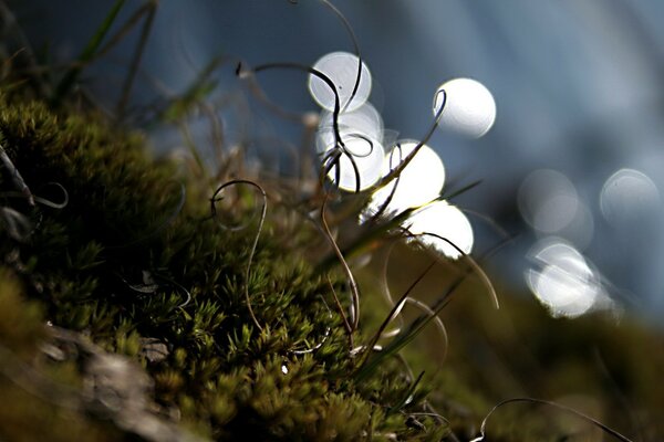 Mousse verte dans la forêt macro