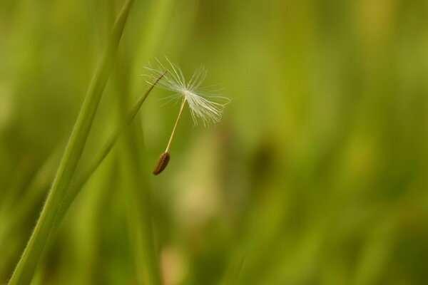 Flaum beendet Flug im Gras