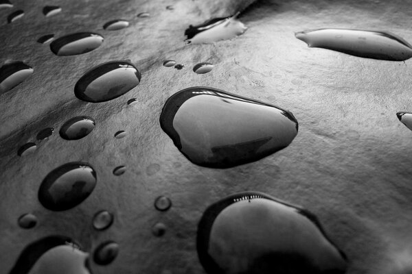 Macro foto gotas en blanco y negro en una hoja