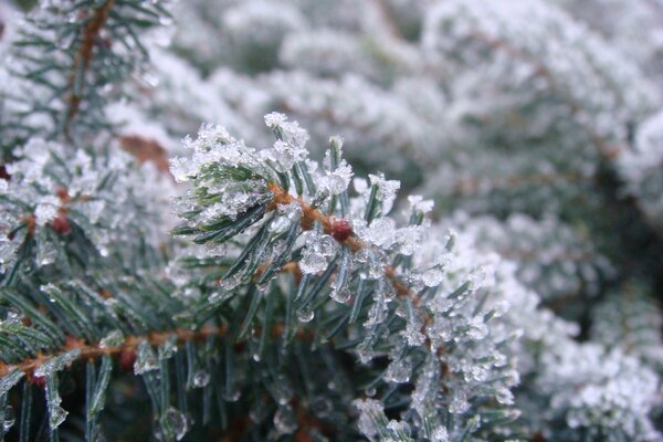 Spruce branch covered with ice