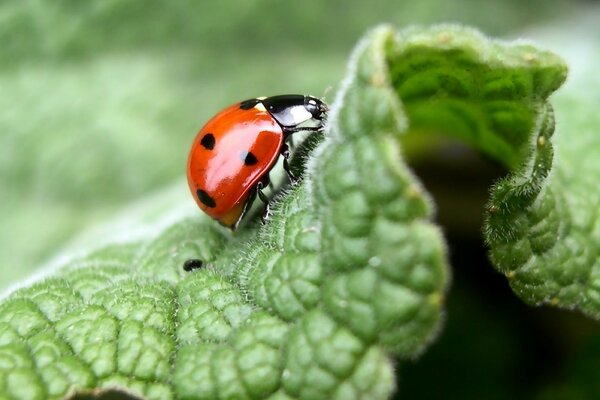 Fotografía macro de una mariquita en una hoja