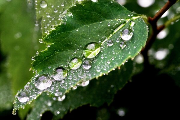 Macro photography of a drop of water on a green sheet