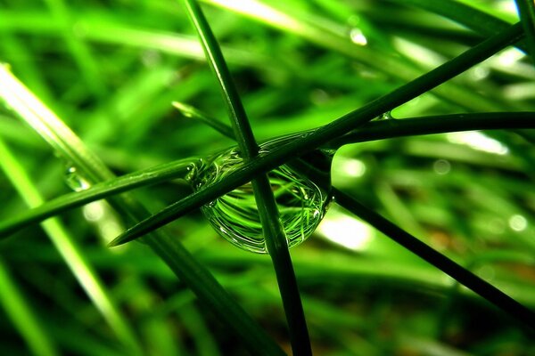 Goutte de rosée sur l herbe verte