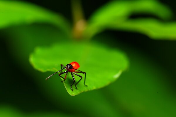 Insetto su una foglia nella fotografia macro