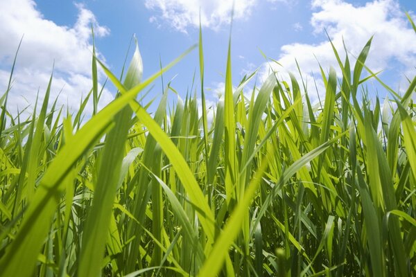 Zdjęcie makro: zielona trawa na tle błękitnego nieba z chmurami