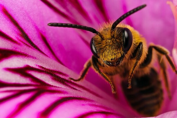 A bee collects nectar in a flower