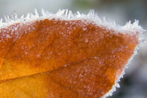 Givre sur une feuille de gros plan