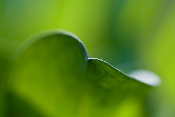 Foto Bordo foglia verde