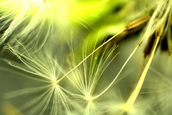 Foto macro di semi di tarassaco