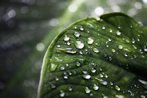 Gotas de lluvia en una hoja en macro