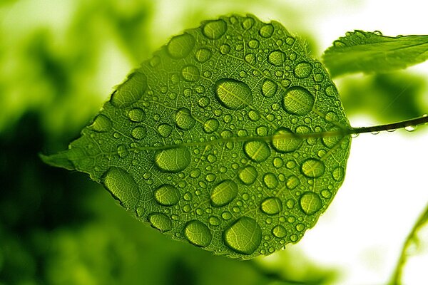 Dew drops on a leaf