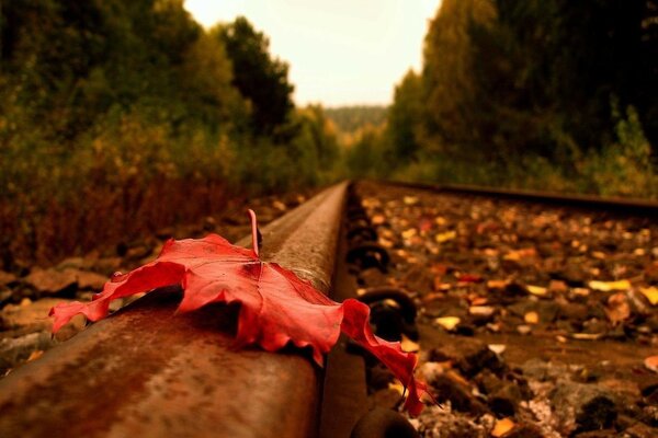 Outgoing rails, autumn fallen leaf