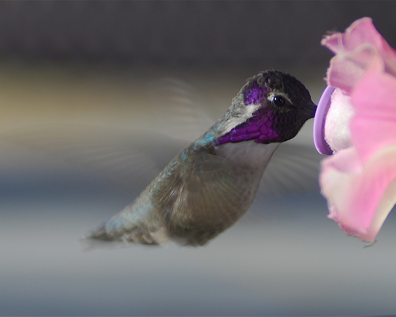 colibrì fiore ali volo