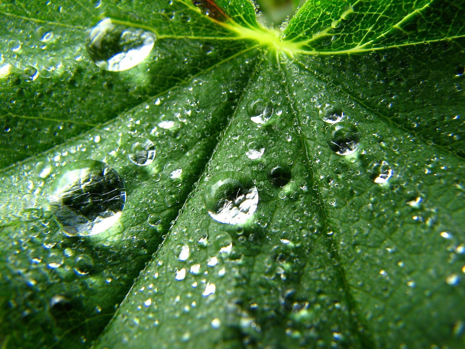 blatt tropfen grün