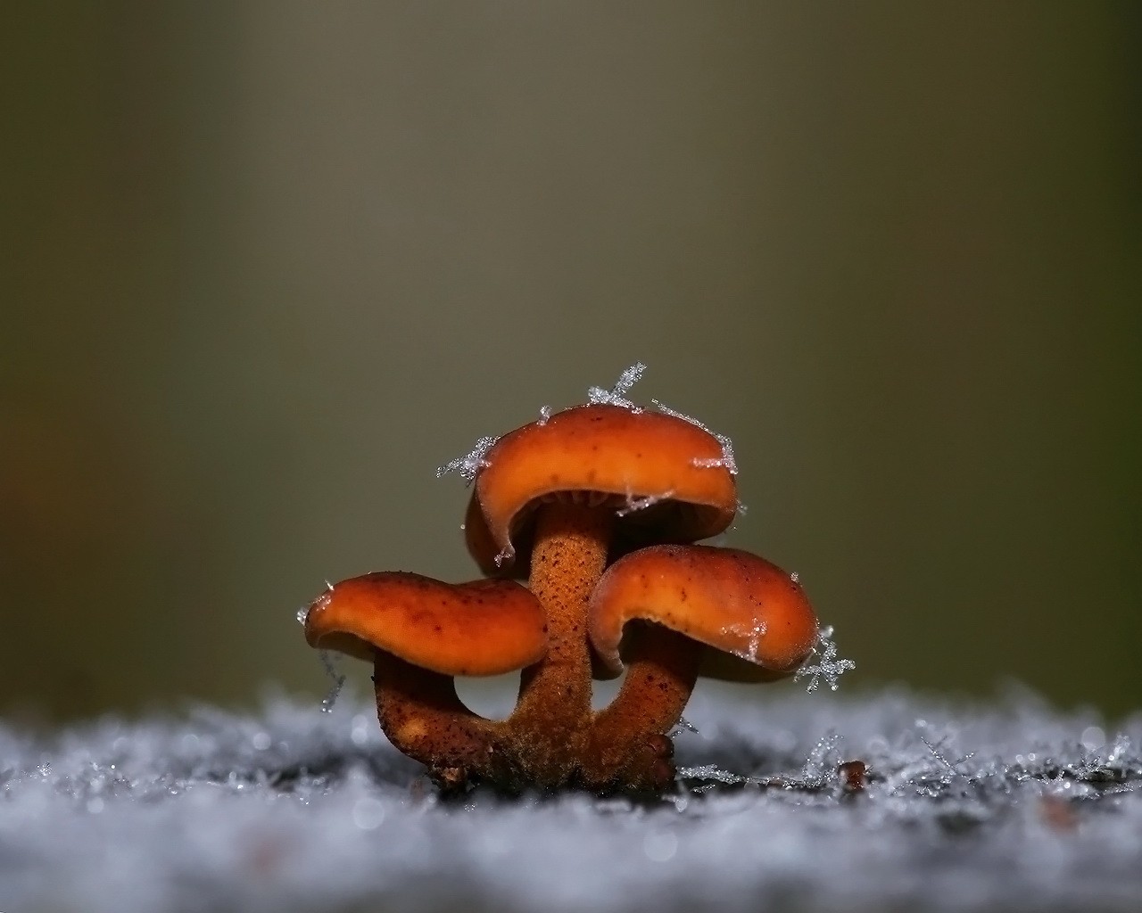 funghi fiocchi di neve