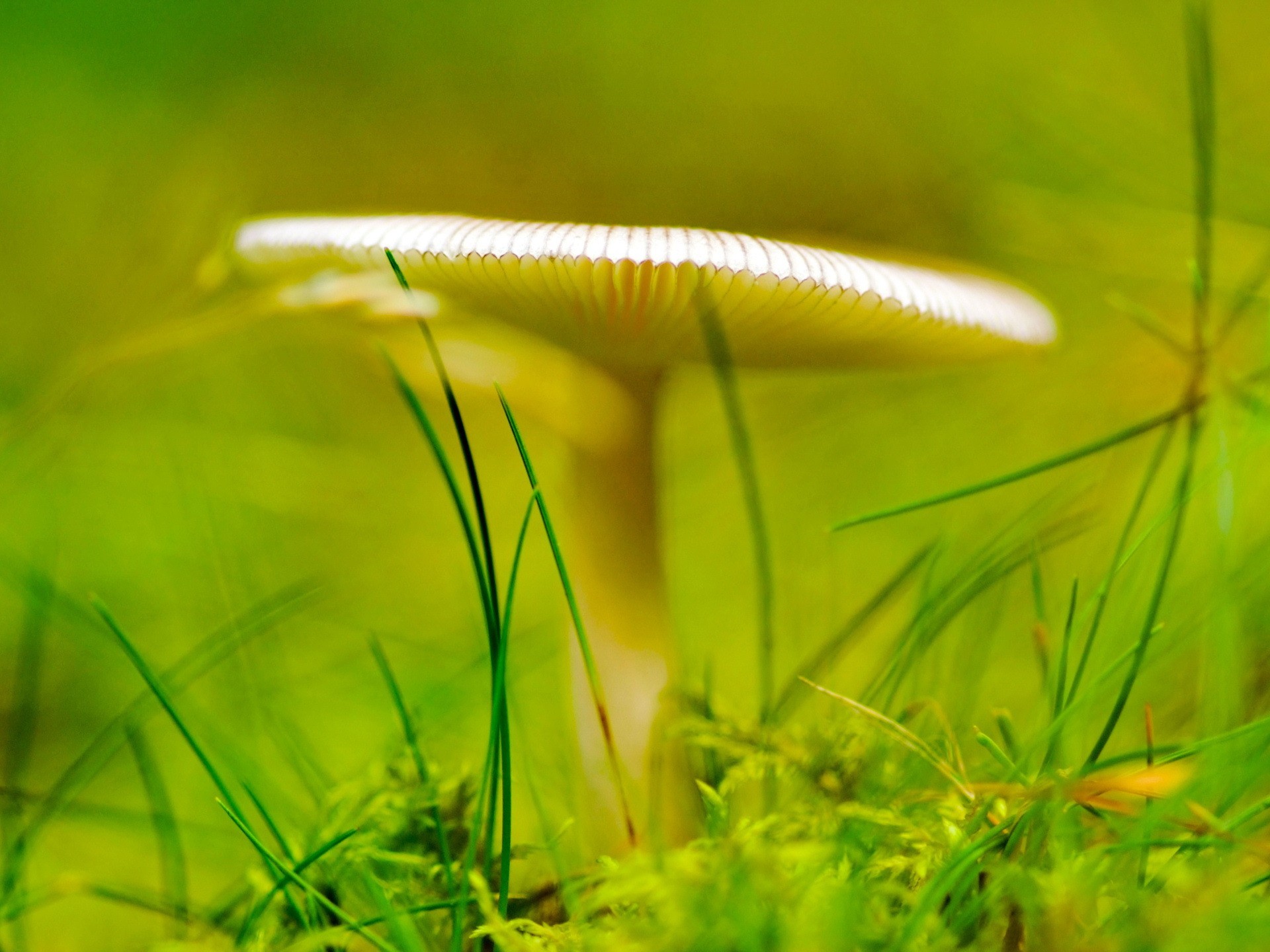 vert champignon herbe