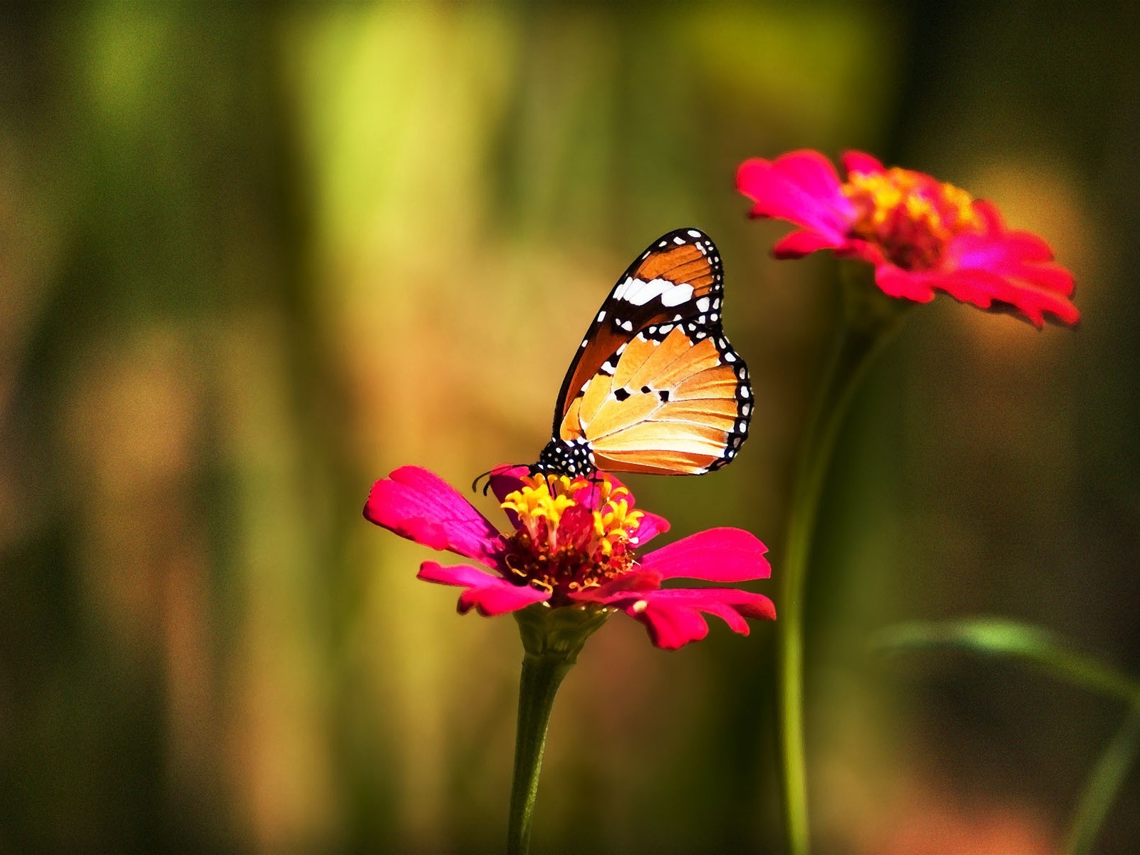 farfalla fiore colore