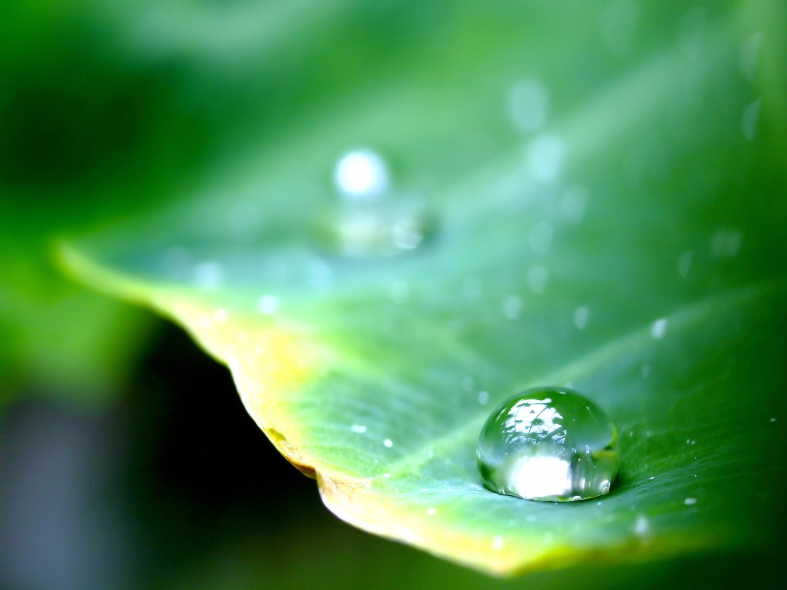 goutte feuille vert