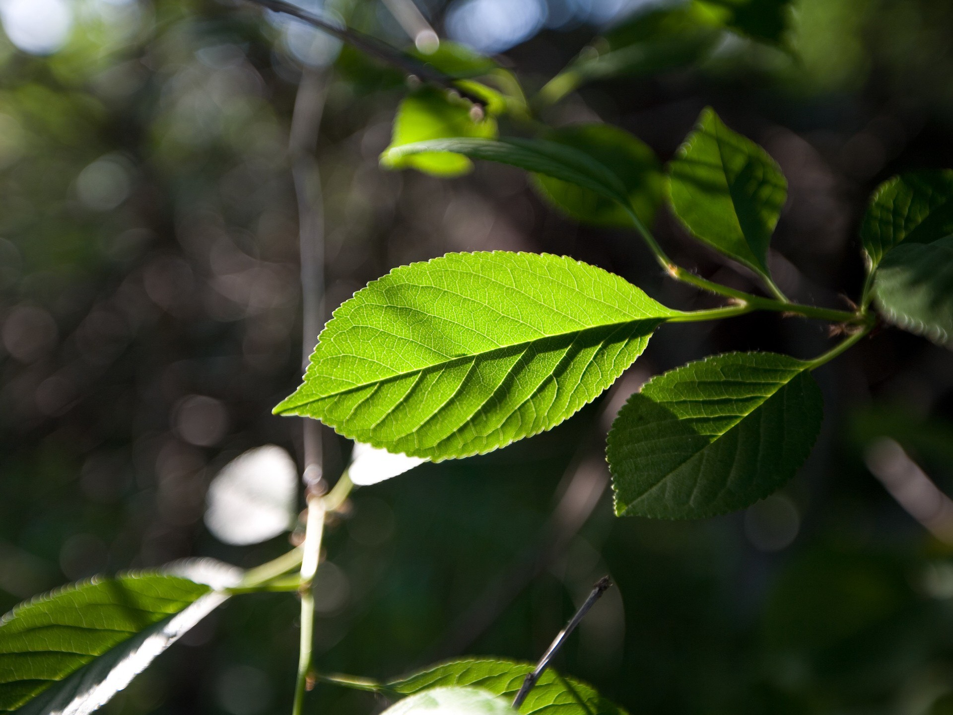 hoja foco verde