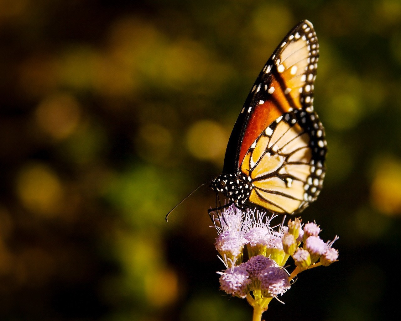 farfalla fiore