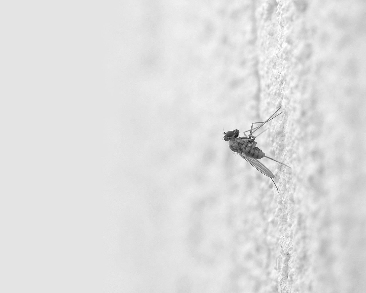 white mosquito