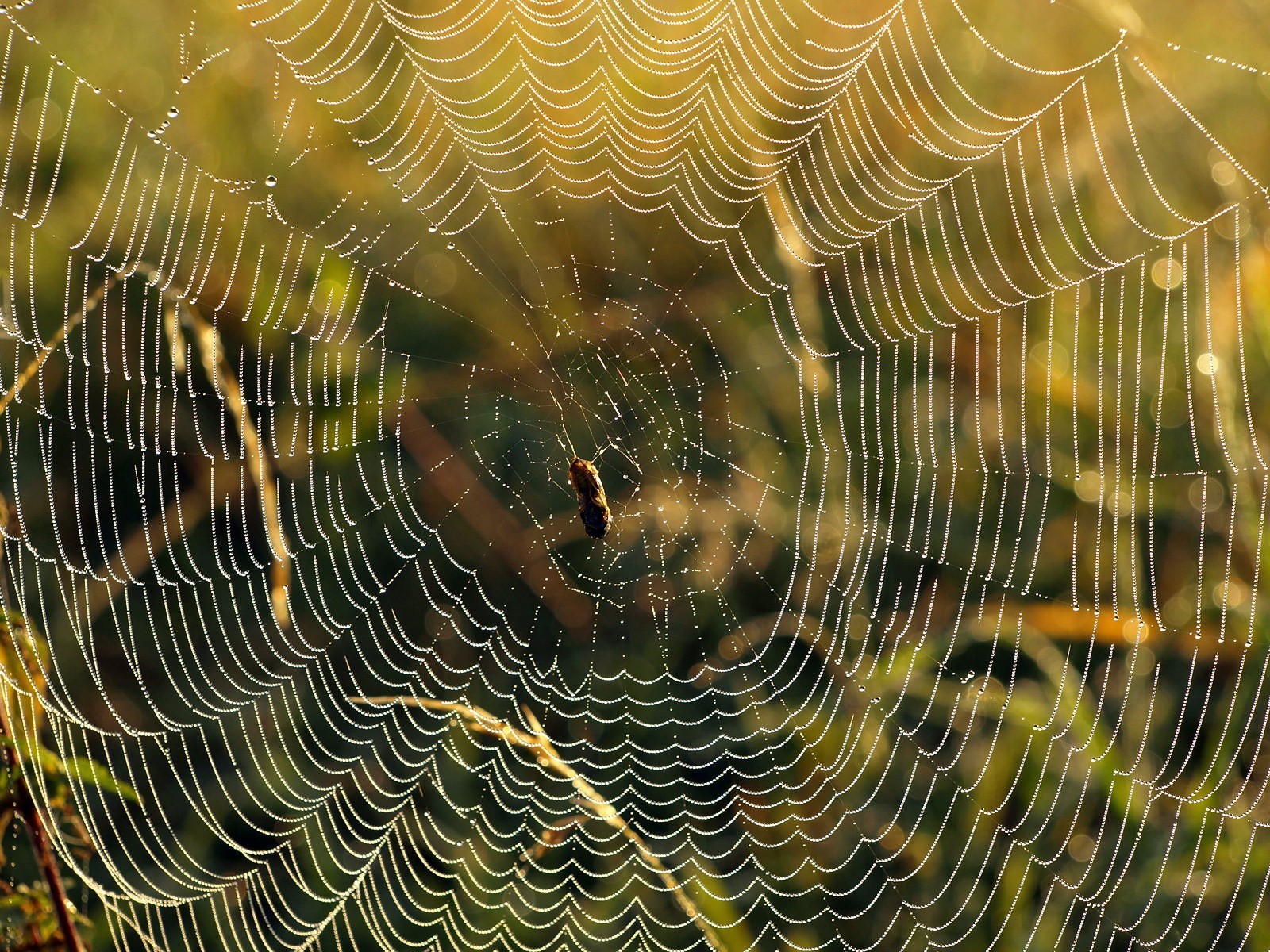 toile d araignée gouttes