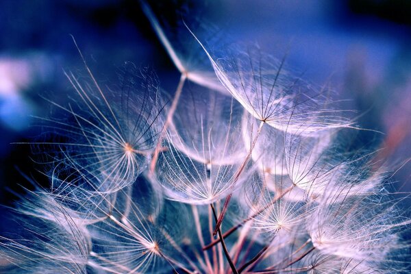 Graines de duvet bleu sur fond sombre