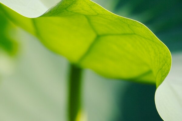 Delicate transparent green leaf