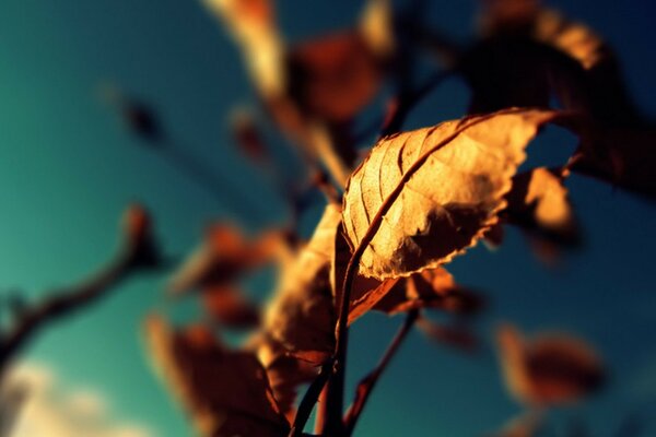 Autumn yellow leaves against the sky