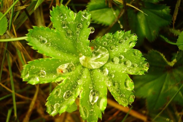 Gocce di rugiada su una foglia verde