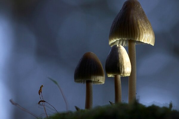 Piccoli funghi su sfondo grigio