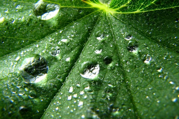 Pequeñas piedras de agua en una hoja verde. Hoja de la planta en el fondo