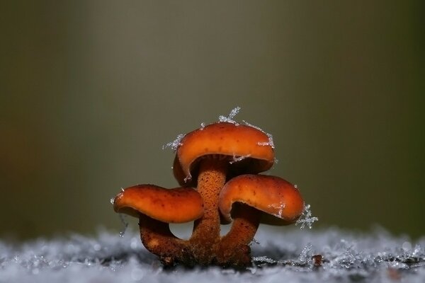 Rote Pilze mit Schneeflocken herum